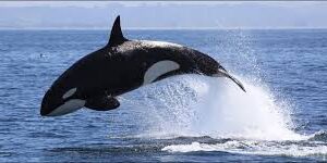 Killer Whale Was Spotted In Pakistani